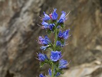 Echium vulgare 24, Slangenkruid, Saxifraga-Jan van der Straaten