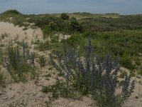 Echium vulgare 25, Slangenkruid, Saxifraga-Jan van der Straaten