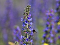 Echium vulgare 26, Slangenkruid, Saxifraga-Bart Vastenhouw