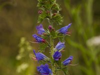 Slangenkruid  Echium vulgare - Slangenkruid