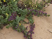 Echium vulgare 29, Slangenkruid, Saxifraga-Willem van Kruijsbergen