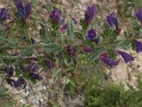 Echium vulgare 30, Slangenkruid, Saxifraga-Willem van Kruijsbergen