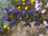 Echium vulgare 31, Slangenkruid, Saxifraga-Willem van Kruijsbergen