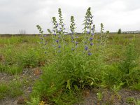 Echium vulgare 32, Slangenkruid, Saxifraga-Rutger Barendse