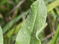 Echium vulgare 35, Slangenkruid, Saxifraga-Rutger Barendse