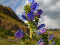 Echium vulgare 37, Slangenkruid, Saxifraga-Ed Stikvoort