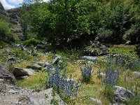 Echium vulgare 38, Slangenkruid, Saxifraga-Ed Stikvoort