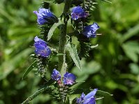 Echium vulgare 4, Slangenkruid, Saxifraga-Willem van Kruijsbergen