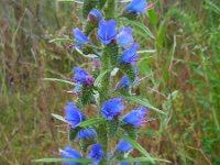 Echium vulgare 40, Slangenkruid, Saxifraga-Ed Stikvoort