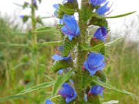 Echium vulgare 41, Slangenkruid, Saxifraga-Ed Stikvoort