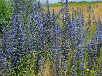 Echium vulgare 43, Slangenkruid, Saxifraga-Ed Stikvoort