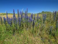 Echium vulgare 44, Slangenkruid, Saxifraga-Ed Stikvoort