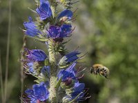 Echium vulgare 48, Slangenkruid, Saxifraga-Willem van Kruijsbergen