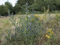 Echium vulgare 49, Slangenkruid, Saxifraga-Willem van Kruijsbergen