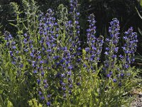 Echium vulgare 5, Slangenkruid, Saxifraga-Piet Munsterman