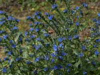 Echium vulgare 50, Slangenkruid, Saxifraga-Jan van der Straaten