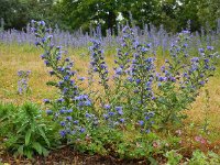 Echium vulgare 51, Slangenkruid, Saxifraga-Ed Stikvoort