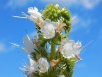 Echium vulgare 53, Slangenkruid, Saxifraga-Ed Stikvoort