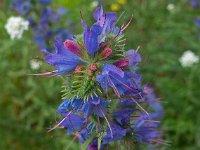 Echium vulgare 54, Slangenkruid, Saxifraga-Ab H Baas