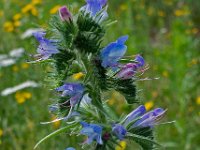 Echium vulgare 56, Slangenkruid, Saxifraga-Ab H Baas