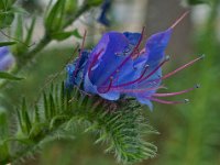 Echium vulgare 57, Slangenkruid, Saxifraga-Ab H Baas