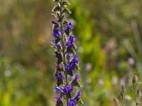 Echium vulgare 58, Slangenkruid, Saxifraga-Jan Nijendijk