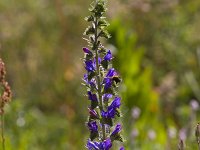 Echium vulgare 59, Slangenkruid, Saxifraga-Jan Nijendijk