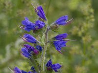 Echium vulgare 60, Slangenkruid, Saxifraga-Jan Nijendijk