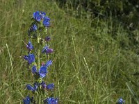 Echium vulgare 63, Slangenkruid, Saxifraga-Jan van der Straaten