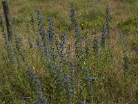 Echium vulgare 64, Slangenkruid, Saxifraga-Jan van der Straaten