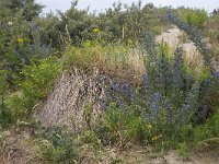 Echium vulgare 66, Slangenkruid, Saxifraga-Roel Meijer