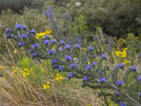 Echium vulgare 67, Slangenkruid, Saxifraga-Roel Meijer.