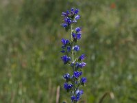 Echium vulgare 68, Slangenkruid, Saxifraga-Jan Nijendijk