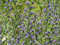 Echium vulgare 7, Slangenkruid, Saxifraga-Jan van der Straaten