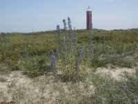 Echium vulgare 72, Slangenkruid, Saxifraga-Willem van Kruijsbergen