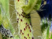 Echium vulgare 80, Slangenkruid, Saxifraga-Sonja Bouwman