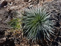 Echium wildpretii 4, Saxifraga-Ed Stikvoort