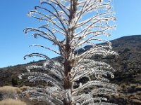 Echium wildpretii 5, Saxifraga-Ed Stikvoort