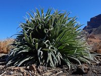 Echium wildpretii 6, Saxifraga-Ed Stikvoort