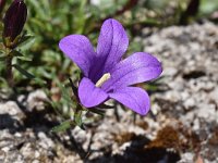 Edraianthus serpyllifolius