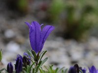 Edraianthus serpyllifoilus 13, Saxifraga-Luuk Vermeer