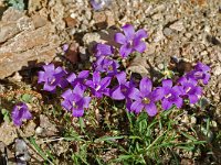 Edraianthus serpyllifolius 2, Saxifraga-Willem van Kruijsbergen