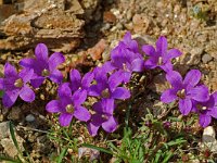 Edraianthus serpyllifolius 3, Saxifraga-Willem van Kruijsbergen