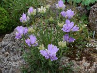 Edraianthus serpyllifolius 4, Saxifraga-Willem van Kruijsbergen