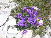 Edraianthus serpyllifolius 7, Saxifraga-Jasenka Topic