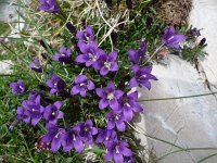 Edraianthus serpyllifolius 8, Saxifraga-Jasenka Topic