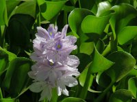 Eichhornia crassipes 2, Waterhyacint, Saxifraga-Ed Stikvoort