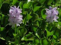 Eichhornia crassipes 3, Waterhyacint, Saxifraga-Ed Stikvoort