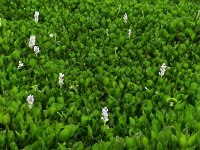 Eichhornia crassipes 4, Waterhyacint, Saxifraga-Mark Zekhuis