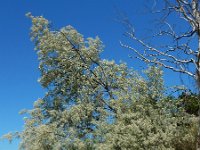 Elaeagnus angustifolia 13, Saxifraga-Ed Stikvoort